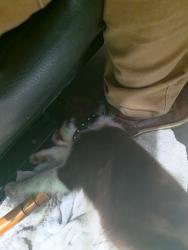 Lost Male Dog last seen Near sandler Rd Dunn, NC, Dunn, NC 28334