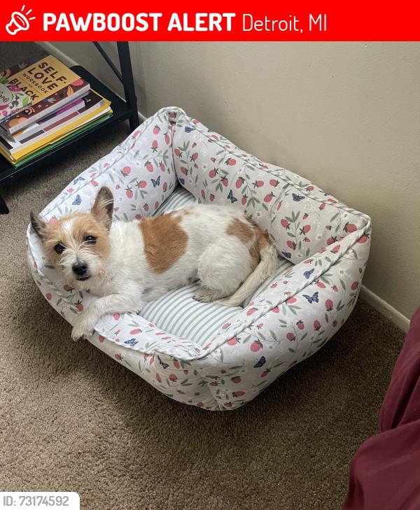 Lost Female Dog last seen Joy rd and Mettetal St., Detroit, MI 48228