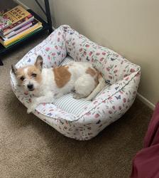 Lost Female Dog last seen Joy rd and Mettetal St., Detroit, MI 48228