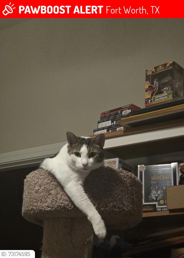 Lost Male Cat last seen Rockrose and Horsemanship, Fort Worth, TX 76123
