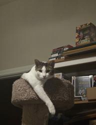 Lost Male Cat last seen Rockrose and Horsemanship, Fort Worth, TX 76123