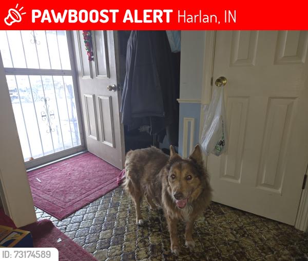 Lost Female Dog last seen Bull rapids / Stoper rd, Harlan, IN 46743
