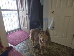 Lost Female Dog last seen Bull rapids / Stoper rd, Harlan, IN 46743