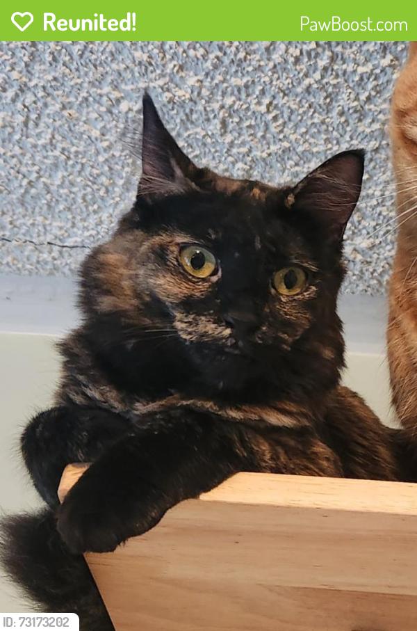 Reunited Female Cat last seen Near Densmore Ave N, Seattle, WA 98133, USA, Seattle, WA 98133