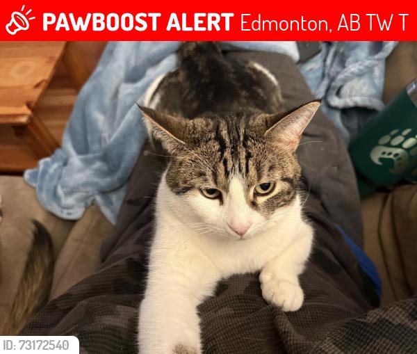 Lost Female Cat last seen Beacon heights, Edmonton, Alberta, Edmonton, AB T5W 2T9
