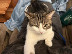 Lost Female Cat last seen Beacon heights, Edmonton, Alberta, Edmonton, AB T5W 2T9