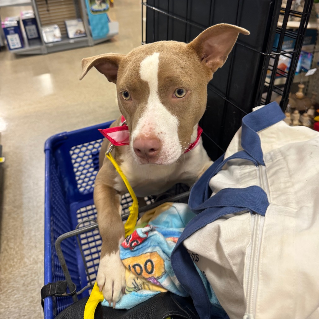Shelter Stray Female Dog last seen , 2350 Appling City Cove, Memphis, TN 38133, USA