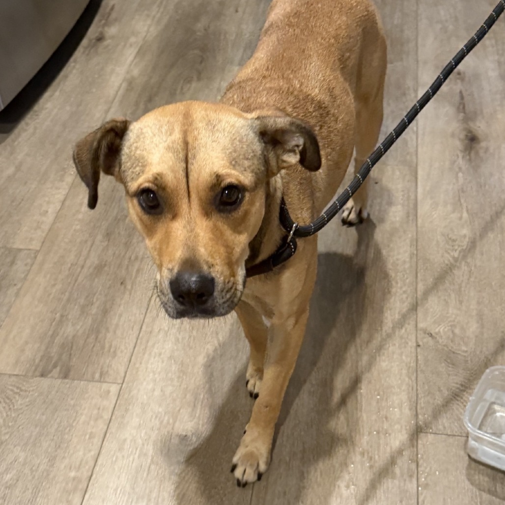 Shelter Stray Female Dog last seen , 2350 Appling City Cove, Memphis, TN 38133, USA