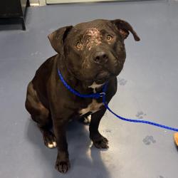 Shelter Stray Male Dog last seen , 980 Guilford College Rd, Greensboro, NC 27409, USA