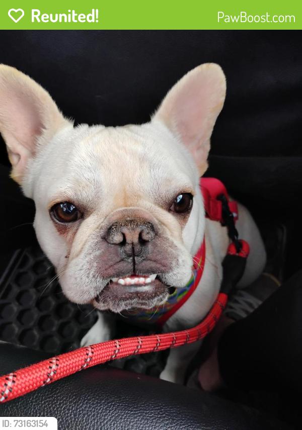 Reunited Female Dog last seen Kingsway area, Edmonton, AB 
