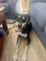 Found/Stray Male Dog last seen MLK by Kipp School, Houston, TX 77021