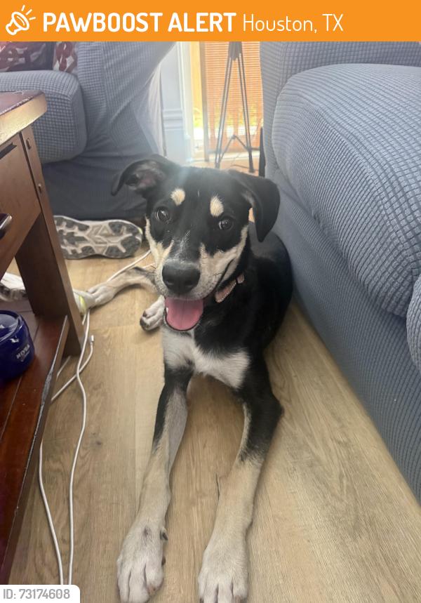 Found/Stray Male Dog last seen MLK by Kipp School, Houston, TX 77021