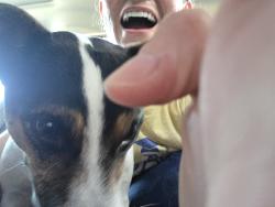 Reunited Male Dog last seen Near Town Center, Pflugerville, TX (Stone Hill Dog Park), Pflugerville, TX 78660