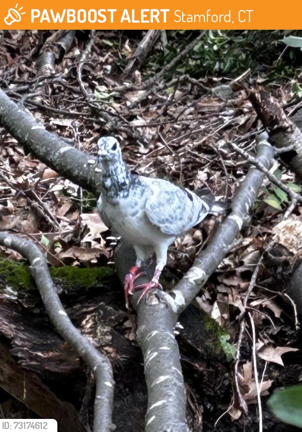 Found/Stray Unknown Bird last seen Saw Mill Road, Stamford, CT 06903
