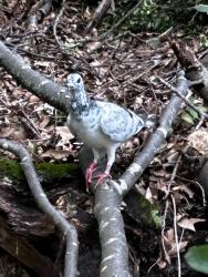 Found/Stray Unknown Bird last seen Saw Mill Road, Stamford, CT 06903