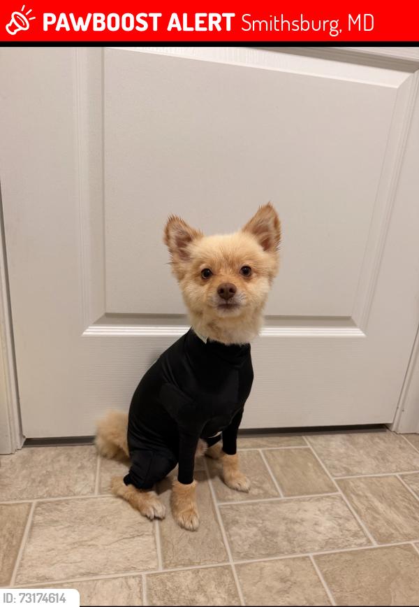 Lost Male Dog last seen Near Boswell blvd, Smithsburg, MD 21783