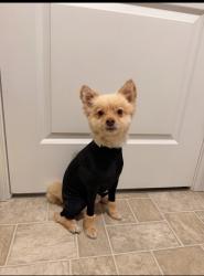 Lost Male Dog last seen Near Boswell blvd, Smithsburg, MD 21783