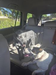 Found/Stray Male Dog last seen Oxford, Menifee, CA 92584