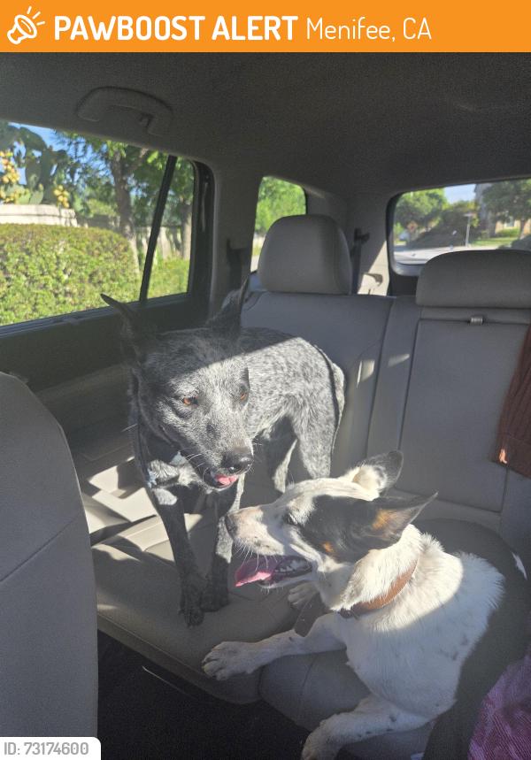 Found/Stray Male Dog last seen Oxford, Menifee, CA 92584