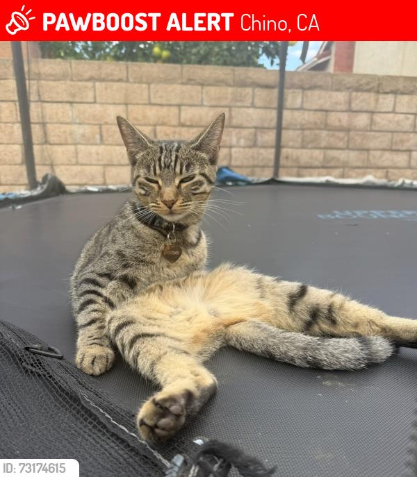 Lost Female Cat last seen Schaefer Magnolia, Chino, CA 91710