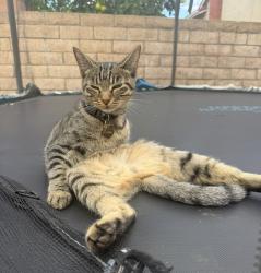 Lost Female Cat last seen Schaefer Magnolia, Chino, CA 91710