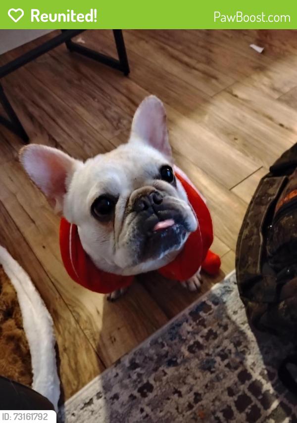 Reunited Female Dog last seen Kingsway area, Edmonton, AB T5H 4K1