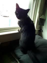 Lost Male Cat last seen Michigan Ave. & Pennsylvania, Lansing, MI 48912