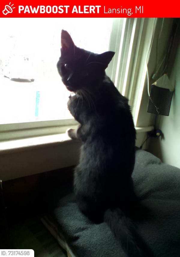 Lost Male Cat last seen Michigan Ave. & Pennsylvania, Lansing, MI 48912