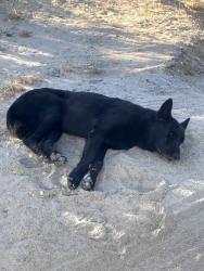 Reunited Unknown Dog last seen mail boxes at deep creek turn, San Bernardino County, CA 92308