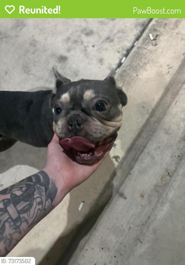Reunited Female Dog last seen Lace flower way/ North Rail, Conroe, TX 77385