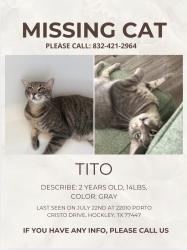 Reunited Male Cat last seen Near Porto Cristo Dr, Hockley, TX 77447, USA, Hockley, TX 77447