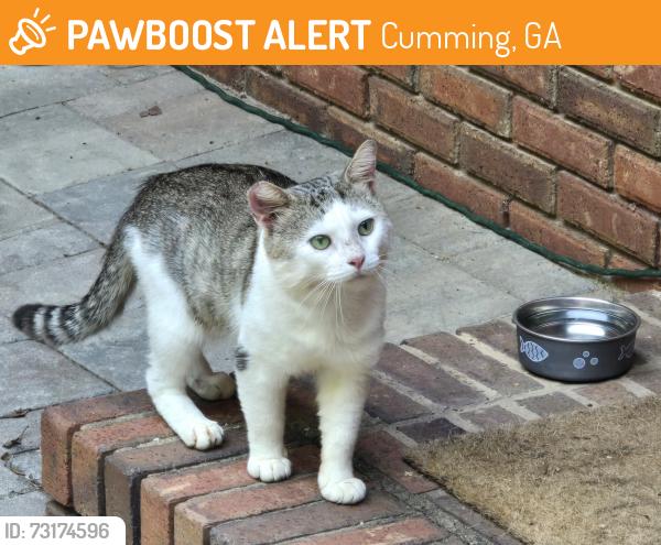 Found/Stray Male Cat last seen Greenwood Acres Neighborhood, Cumming, GA 30040