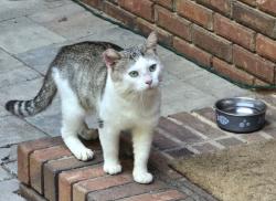 Found/Stray Male Cat last seen Greenwood Acres Neighborhood, Cumming, GA 30040