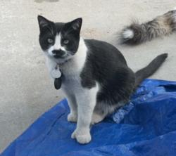 Reunited Female Cat last seen Near N Steele st, Denver, CO 80205