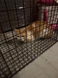 Found/Stray Unknown Cat last seen Near Albemarle Road, Mint Hill, NC 28227