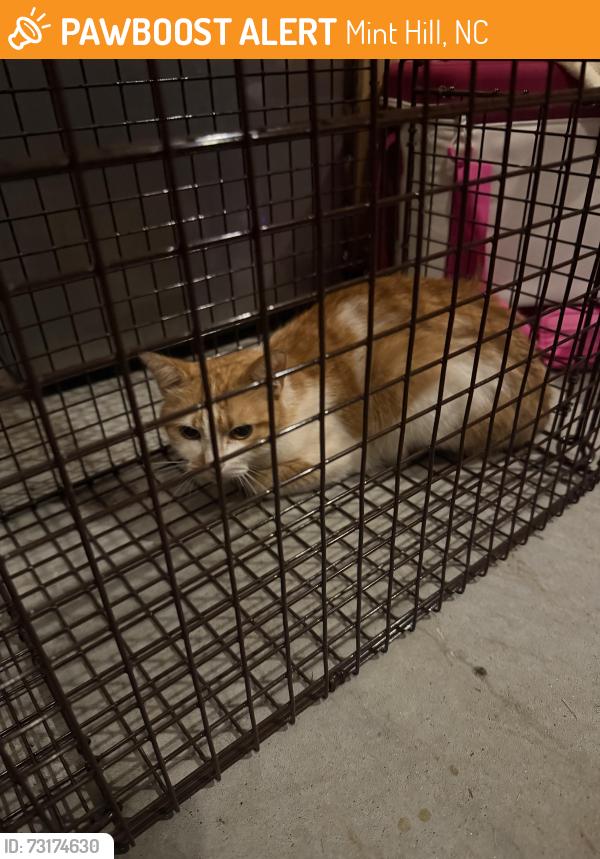Found/Stray Unknown Cat last seen Near Albemarle Road, Mint Hill, NC 28227
