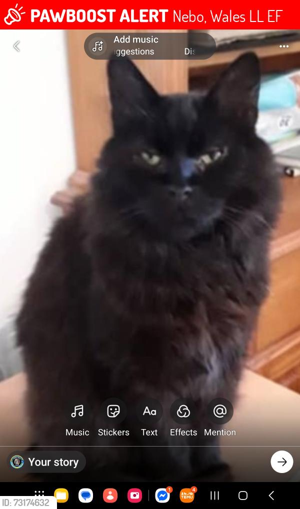Lost Male Cat last seen Nebo,caernarfon, Nebo, Wales LL54 6EF