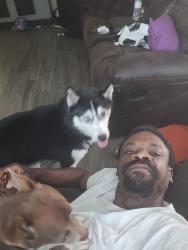 Reunited Male Dog last seen Cobble Creek Ln, North Carolina, USA, Raleigh, NC 27616