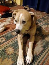 Lost Male Dog last seen Last seen near fairway and eagle court, Babson Park, FL 33827