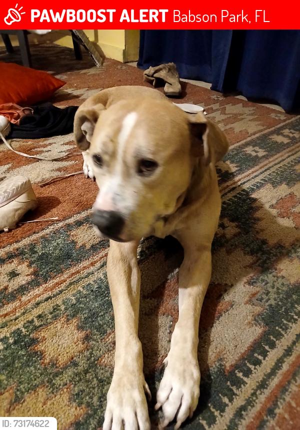 Lost Male Dog last seen Last seen near fairway and eagle court, Babson Park, FL 33827