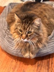 Reunited Male Cat last seen Johnson and Renette, El Cajon, CA 92020