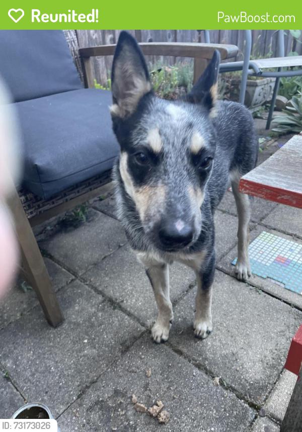 Reunited Female Dog last seen Freddie’s, Cicero, IL 60804