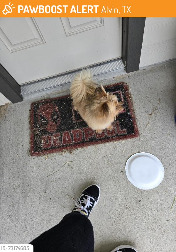 Found/Stray Male Dog last seen Little Shore Drive/hse Street, Alvin, TX 77511