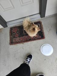 Found/Stray Male Dog last seen Little Shore Drive/hse Street, Alvin, TX 77511