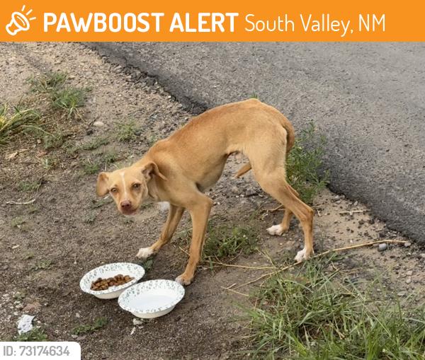 Found/Stray Male Dog last seen Near Atrisco Elementary School, South Valley, NM 87105