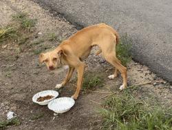 Found/Stray Male Dog last seen Near Atrisco Elementary School, South Valley, NM 87105