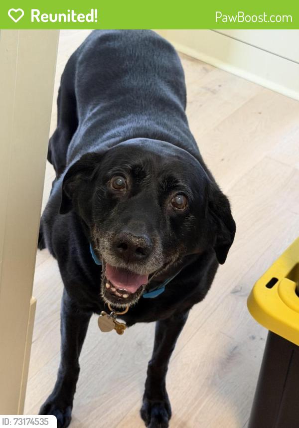 Reunited Female Dog last seen Bridgewater, Ridgeland, MS 39157