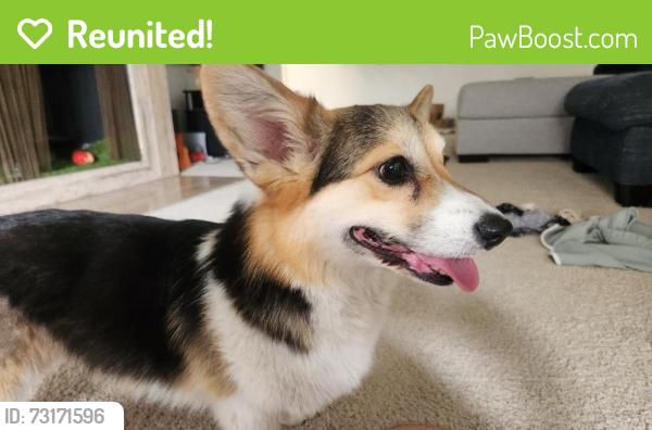 Reunited Female Dog last seen Crenshaw and Jefferson, Los Angeles, CA 90016