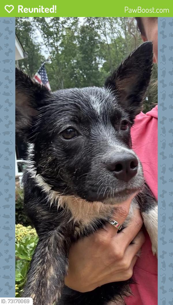 Reunited Unknown Dog last seen Pizzaros, Snell, VA 22551