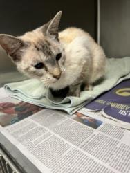Shelter Stray Female Cat last seen , 14409 Vanowen St, Van Nuys, CA 91405, USA